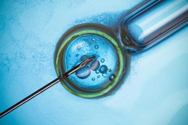 IVF laboratory and embryology team